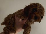 Red Brown Mini Toy Poodle Yavrularımız