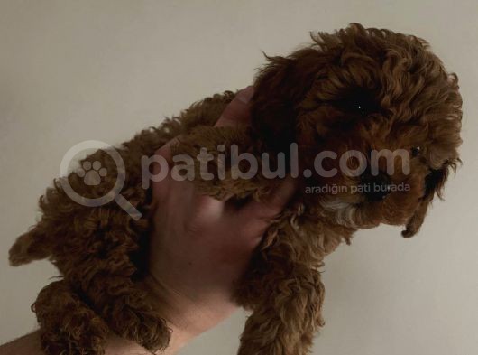 Red Brown Mini Toy Poodle Yavrularımız görsel
