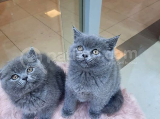 British Shorthair görsel