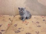 British Shorthair Gri