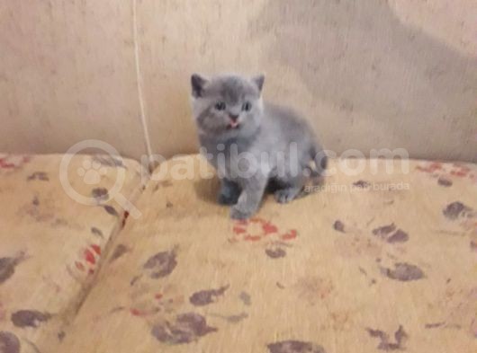 British Shorthair Gri görsel