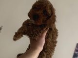 Red Brown Mini Toy Poodle Yavrularımız