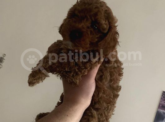 Red Brown Mini Toy Poodle Yavrularımız