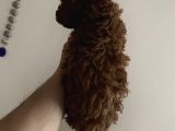 Red Brown Mini Toy Poodle Yavrularımız