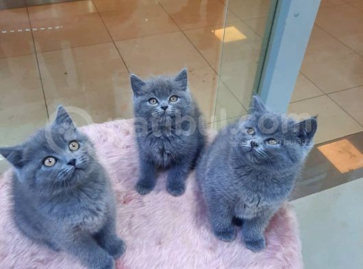 British Shorthair görsel