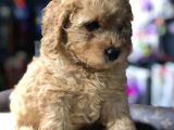 Toy Poodle