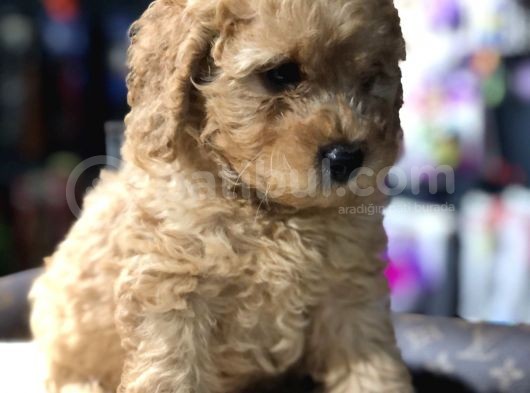 Toy Poodle