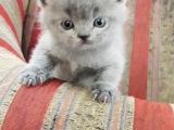 British Shorthair Gri