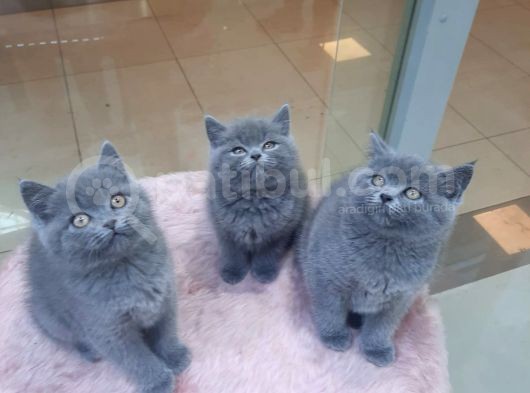 British Shorthair