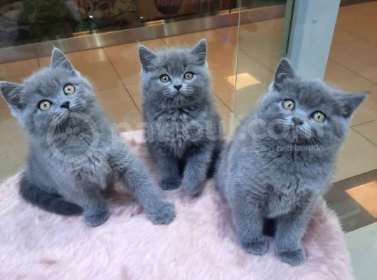 British Shorthair görsel