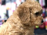 Toy Poodle