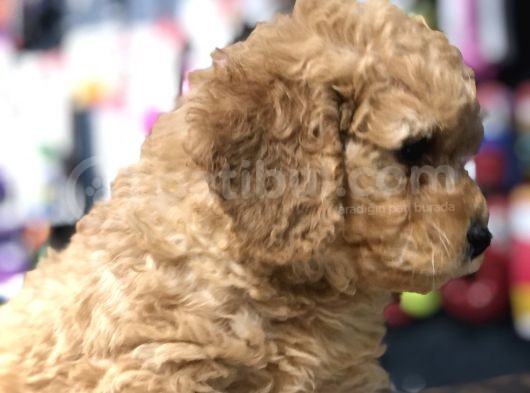 Toy Poodle görsel