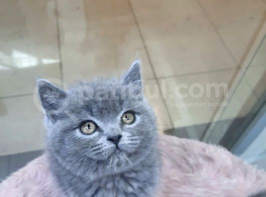 British Shorthair görsel