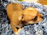 Chihuahua Yavru