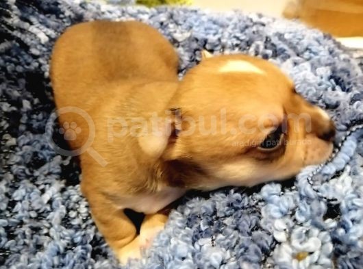 Chihuahua Yavru görsel