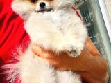 Muhteşem Güzellikte 3 Aylık Pomeranian Boo