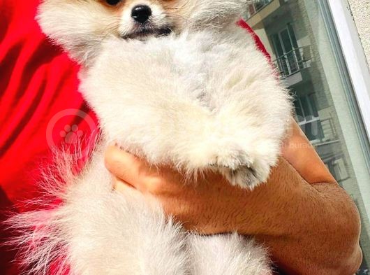 Muhteşem Güzellikte 3 Aylık Pomeranian Boo görsel