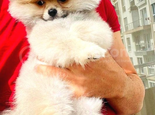 Muhteşem Güzellikte 3 Aylık Pomeranian Boo görsel