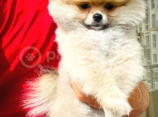 Muhteşem Güzellikte 3 Aylık Pomeranian Boo