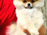 Muhteşem Güzellikte 3 Aylık Pomeranian Boo