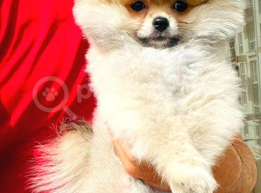 Muhteşem Güzellikte 3 Aylık Pomeranian Boo görsel
