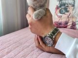 Di̇şi̇ Scottish Fold Li̇lac Yavru