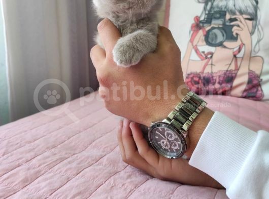 Di̇şi̇ Scottish Fold Li̇lac Yavru görsel