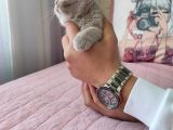 Di̇şi̇ Scottish Fold Li̇lac Yavru