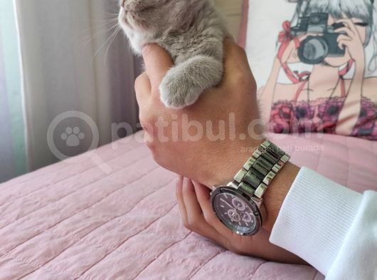 Di̇şi̇ Scottish Fold Li̇lac Yavru görsel