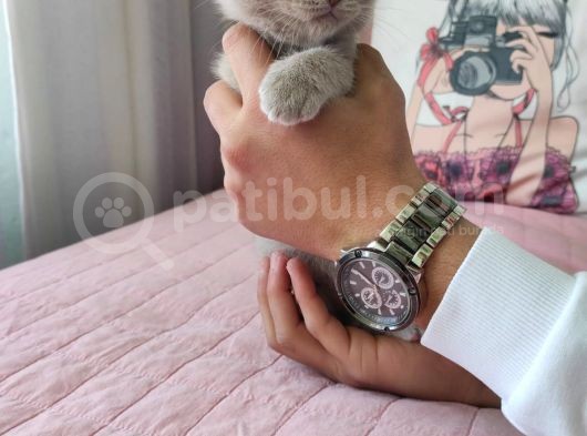 Di̇şi̇ Scottish Fold Li̇lac Yavru