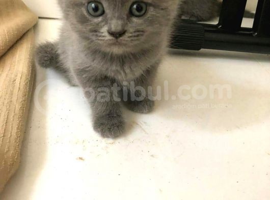 Bri̇ti̇sh Shorthai̇r Bebekler görsel
