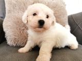 Maltese Terrier Bebeklerim