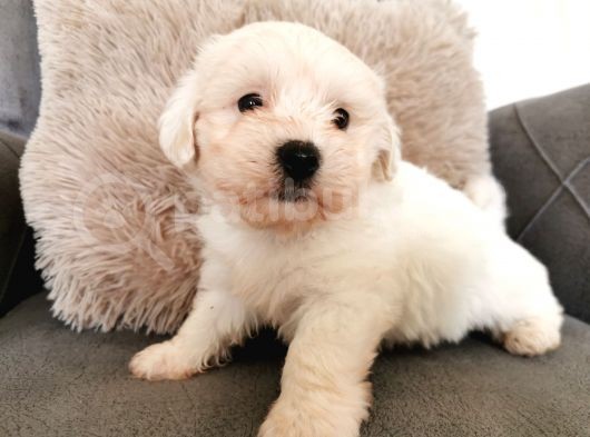 Maltese Terrier Bebeklerim görsel
