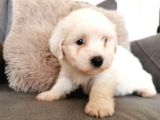 Maltese Terrier Bebeklerim