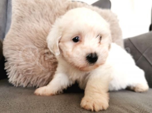Maltese Terrier Bebeklerim