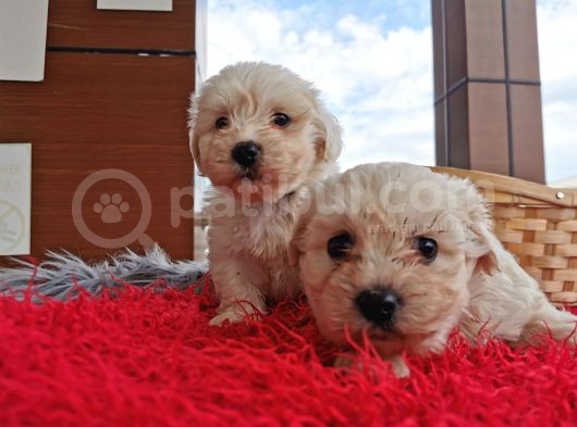 Maltese Terrier Bebeklerim görsel