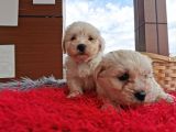 Maltese Terrier Bebeklerim