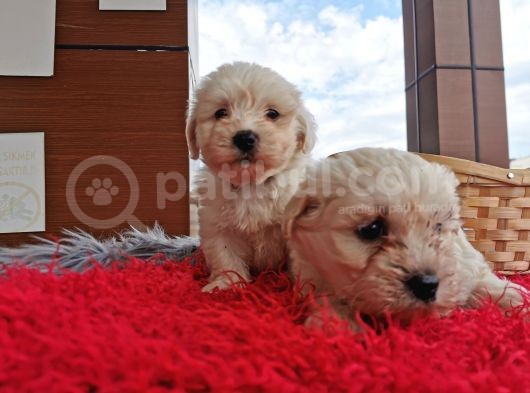 Maltese Terrier Bebeklerim görsel