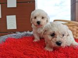 Maltese Terrier Bebeklerim