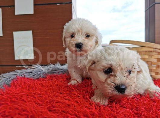 Maltese Terrier Bebeklerim görsel