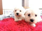 Maltese Terrier Bebeklerim