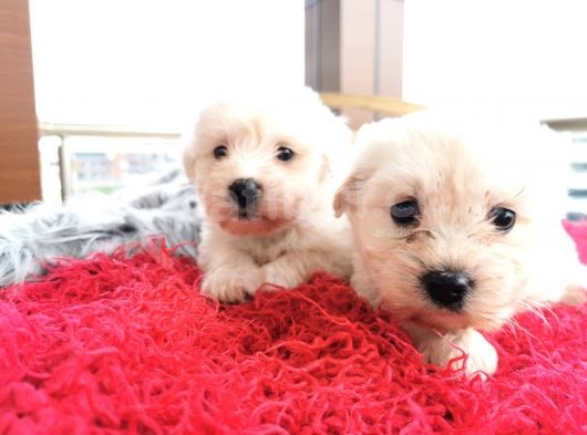 Maltese Terrier Bebeklerim