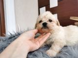 Küçük Maltipoo Bebeklerim