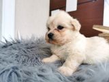 Küçük Maltipoo Bebeklerim
