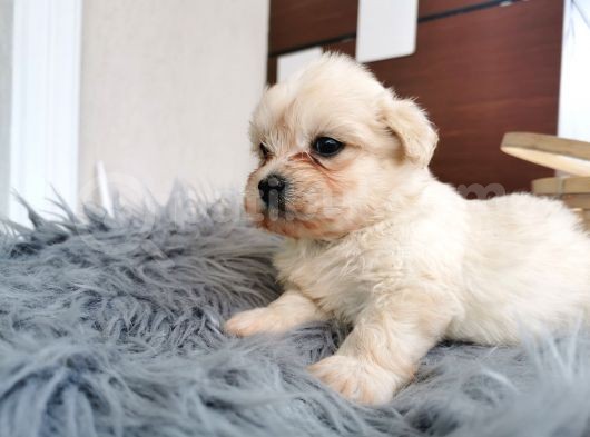 Küçük Maltipoo Bebeklerim görsel