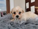 Küçük Maltipoo Bebeklerim