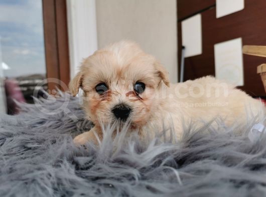 Küçük Maltipoo Bebeklerim görsel
