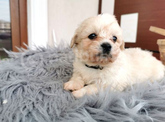 Küçük Maltipoo Bebeklerim görsel