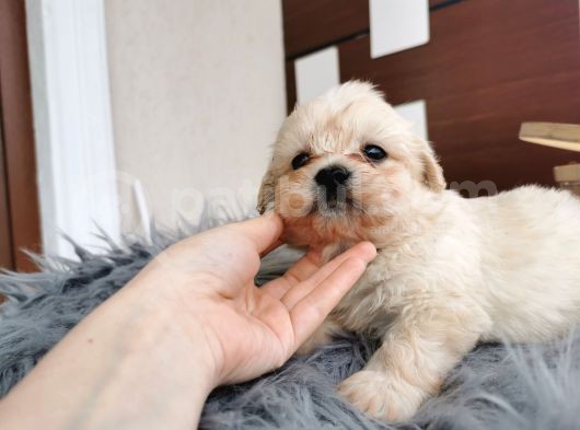 Küçük Maltipoo Bebeklerim