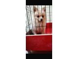 Pomerani̇an Boo